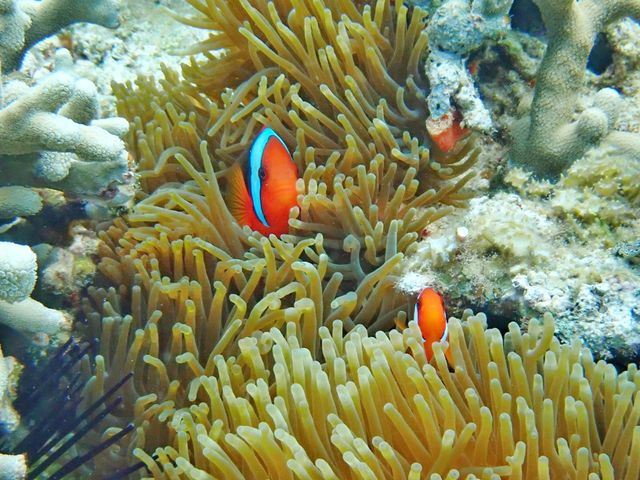 撮っていただいた写真_美ら島探検隊TLEBO