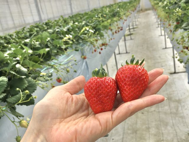 2種類食べられました。甘くて美味しかった!練にゅうとチョコソースがかけ放題ですが、必要ない甘さです。_府中いちご狩り園