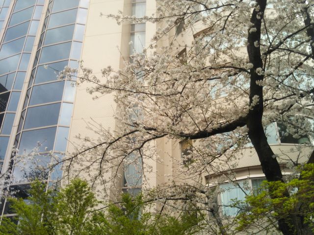 桜の季節に_ザ・プリンス さくらタワー東京