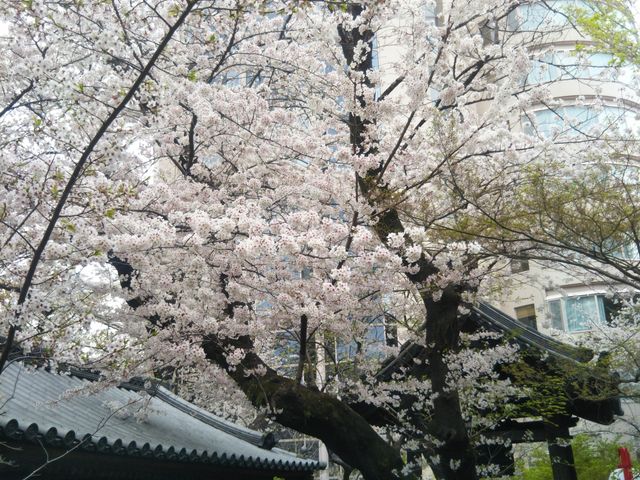 どこを撮っても絵になります_ザ・プリンス さくらタワー東京