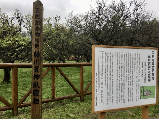 藤川天神の臥龍梅_藤川天神