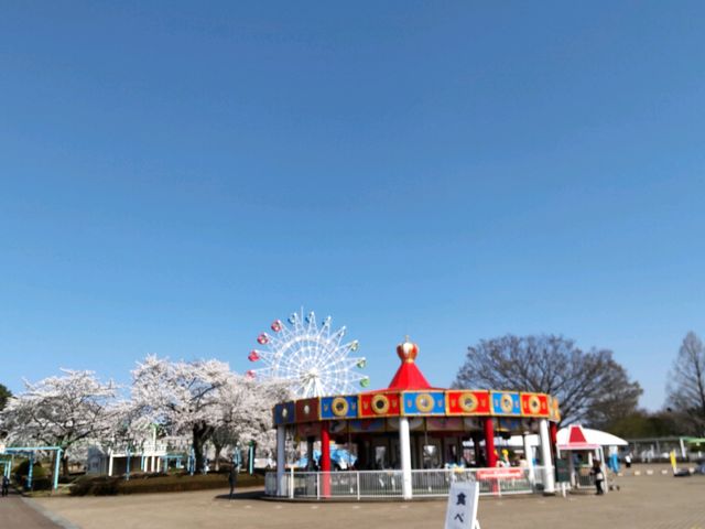 桜の時期は観覧車からの眺めも
見応えあり_八戸公園こどもの国