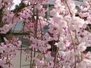 yu‐cyanさんの日中線しだれ桜並木の投稿写真1