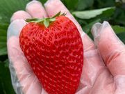 レミーさんのいちごの大森ファームの投稿写真1