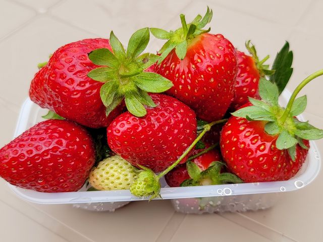 すみません、爪たてて取ってたのですが引っ張った勢いで食べられないものも採ってしまいました…。_高橋ファーム