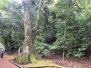 4人のかーちゃんさんの城山自然遊歩道の投稿写真1