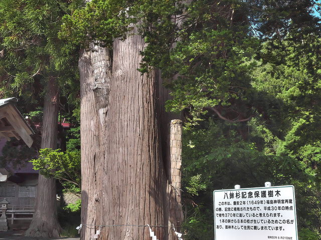 sklfhさんの八鉾杉の投稿写真1