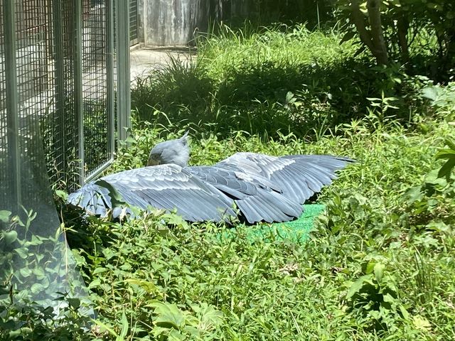 ハシビロコウ‥ 羽干し中だそうです。倒れているのかと思いました。_高知県立のいち動物公園