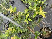 りょうさんのさわやかブルーベリーファーム市原の投稿写真1