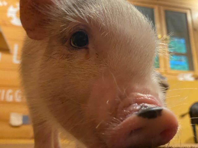 お尻の尻尾がフリフリさせながらブラシで遊んでました。_pignic farm&cafe