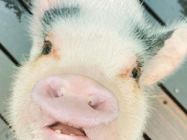 おやつをおねだり外のブタちゃん_pignic farm&cafe
