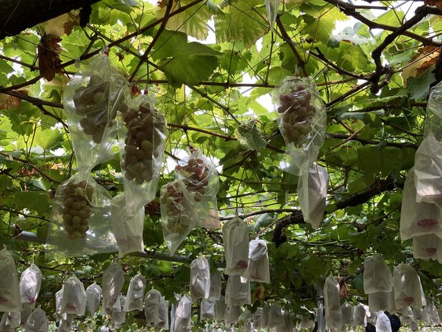 沢山の葡萄たち!_林ぶどう園