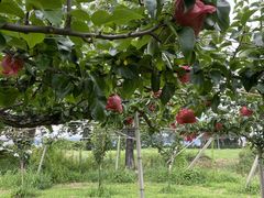 はなちゃんさんの春光園への投稿写真1