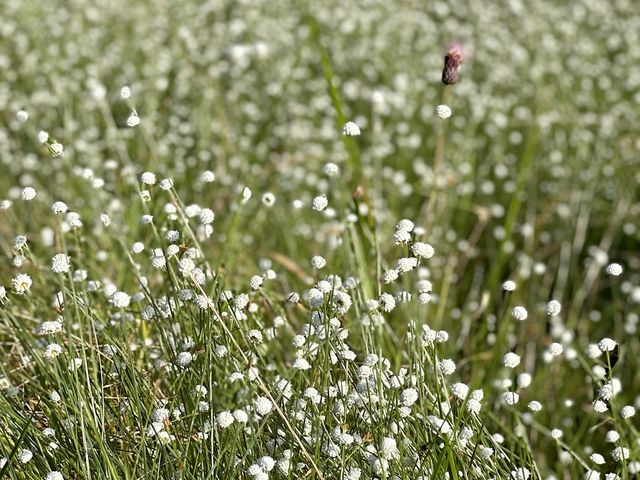 シラタマホシクサ。花期:8月から10月。東海地方の4県だけに自生している珍しい植物です_葦毛湿原
