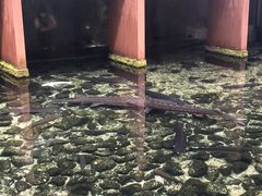 キッシーさんのさかな公園への投稿写真1