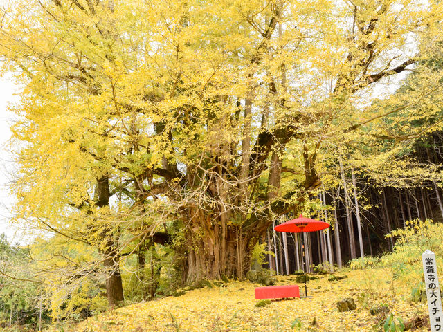 正面から_常瀧寺の大イチョウ