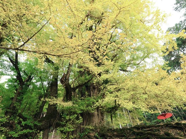 下から見上げる大イチョウ。_常瀧寺の大イチョウ