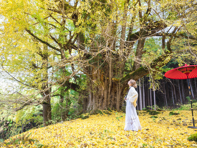近畿地方最大。_常瀧寺の大イチョウ