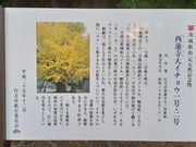 あおしさんの西蓮寺の投稿写真1