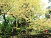 ☆さんの常瀧寺の大イチョウの投稿写真3