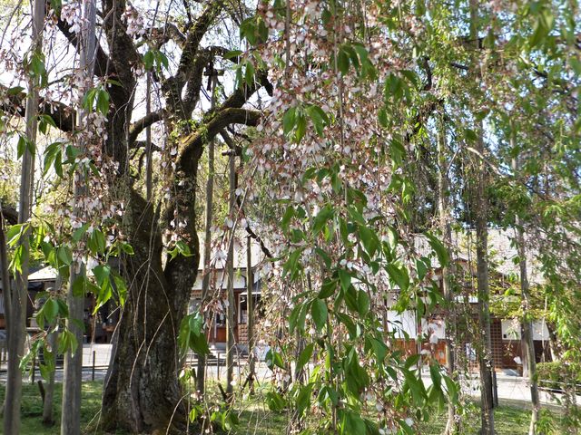 4月中旬でもわずかに花が残っていたシダレザクラ。_足羽神社