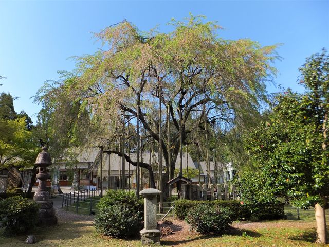 シダレザクラ全景:ほぼ葉桜で残念。_足羽神社