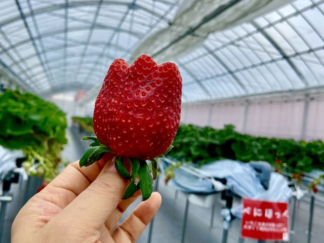 チューリップ型のいちごを発見!!_いちご農園ぐっど・べりー