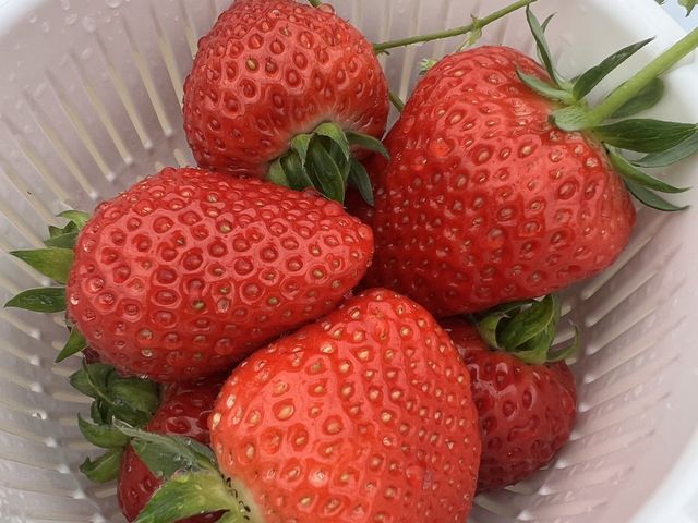 大粒です_深井農園
