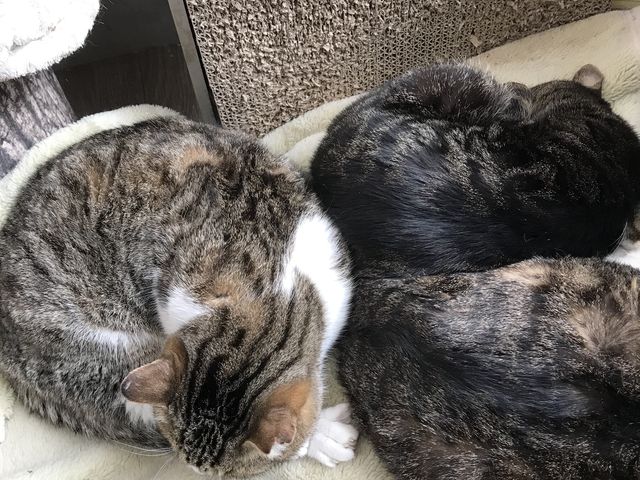 3匹_里親募集型猫カフェ 猫のへや