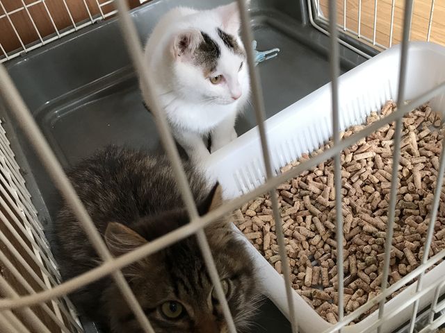 二匹ともまだ小ちゃい。すごく人なっこい。_里親募集型猫カフェ 猫のへや