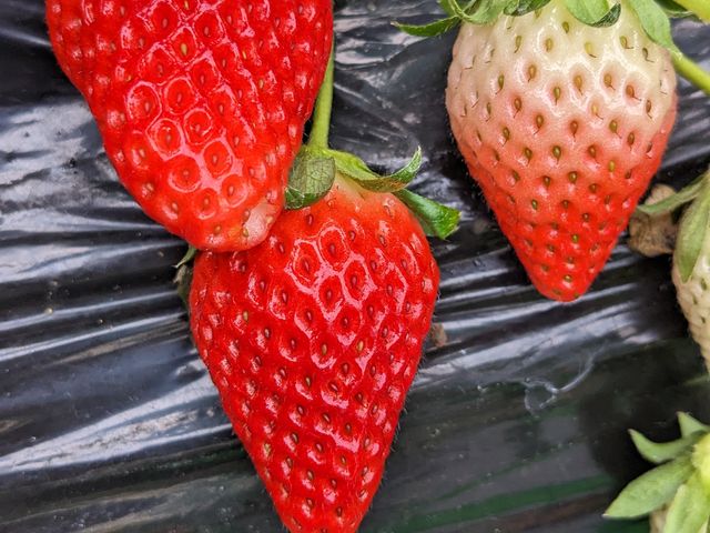 赤いのとまだ熟れていないのが混在していました。_江間いちご狩りセンター