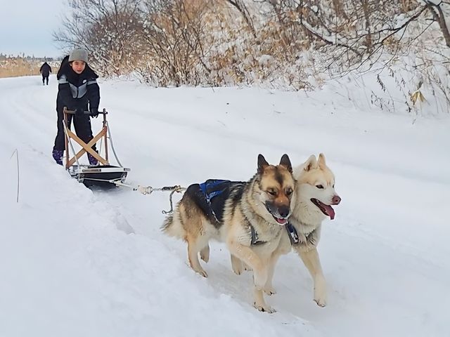 自転車ぐらいのスピードです。_追分犬ぞりクラブ ハスキー&シェパード