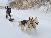 タッピョンさんの追分犬ぞりクラブ ハスキー&シェパードの投稿写真1