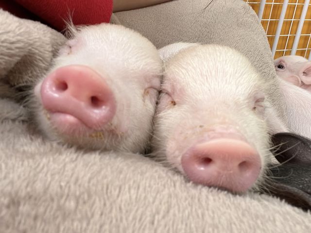 2匹並ぶ豚ちゃん_ディッパーズ アドベンチャー クラブ