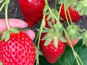 ゆうこりんさんの川島農園の投稿写真1