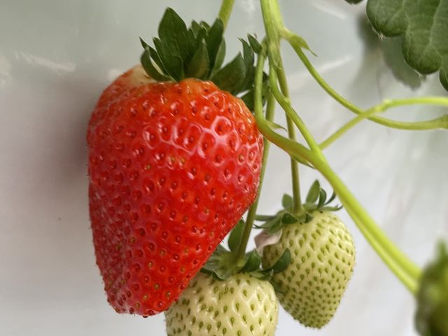 とちあいか_いわふねフルーツパーク