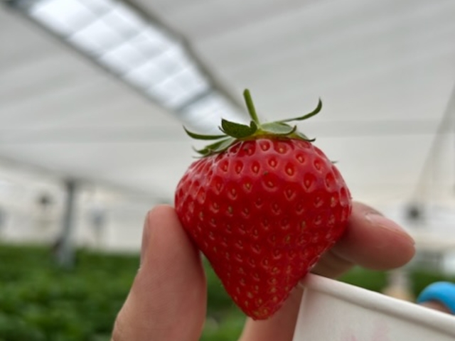 いちごの写真_糸島農園