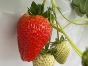 あかうささんのいわふねフルーツパークの投稿写真1