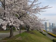 K-NAKAさんのパリ広場(石川島公園)の投稿写真1