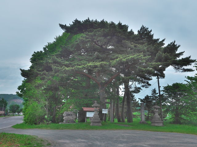 sklfhさんの100年の赤松の投稿写真1