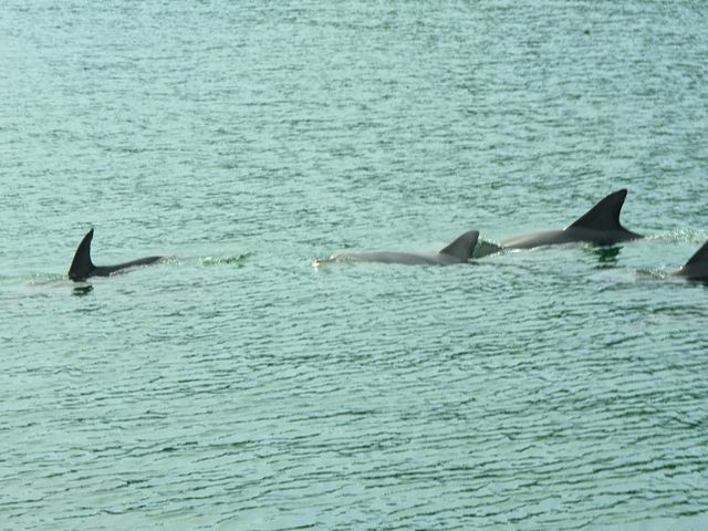 イルカは全部で16頭の家族だそうです!_I LOVE DOLPHIN 海とオルゴール 和倉店