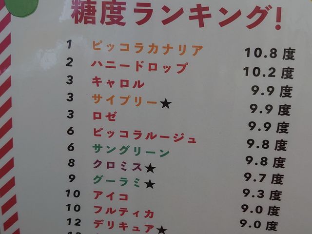 糖度もトマト味の濃さもそれぞれ違う_株式会社 井出トマト農園
