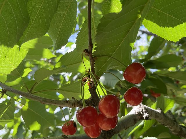 さくらんぼ_Hosaka Farm〔保坂果樹園〕