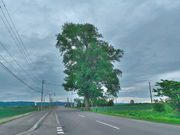 sklfhさんの阿野呂一本木の投稿写真1