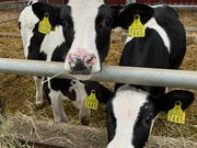 モコさんのカントリーファーマーズ藤田牧場の投稿写真2