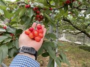 るこちゃんさんのHosaka Farm〔保坂果樹園〕の投稿写真1