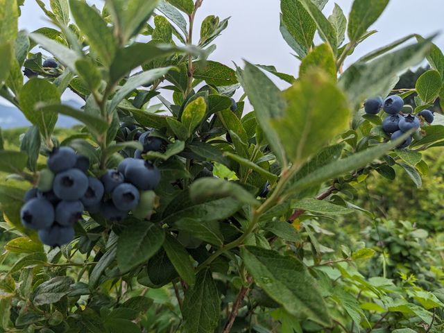 ブルーベリー_角田農園