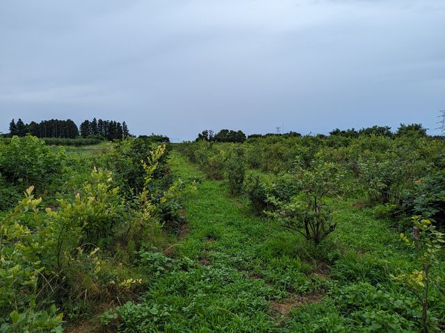 広大な農園_角田農園