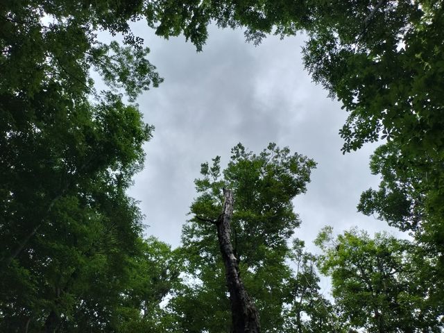 ぽっかりとあいた空_森とひとと木