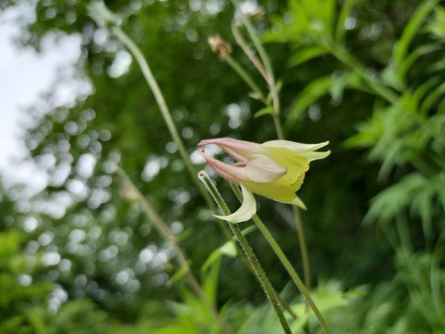 季節の鼻_森とひとと木